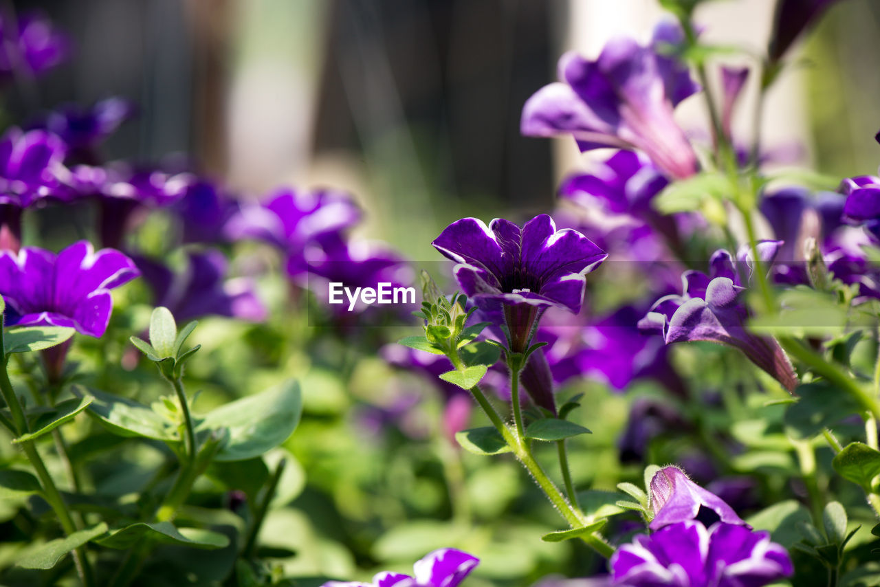 CLOSE-UP OF PURPLE FLOWERS