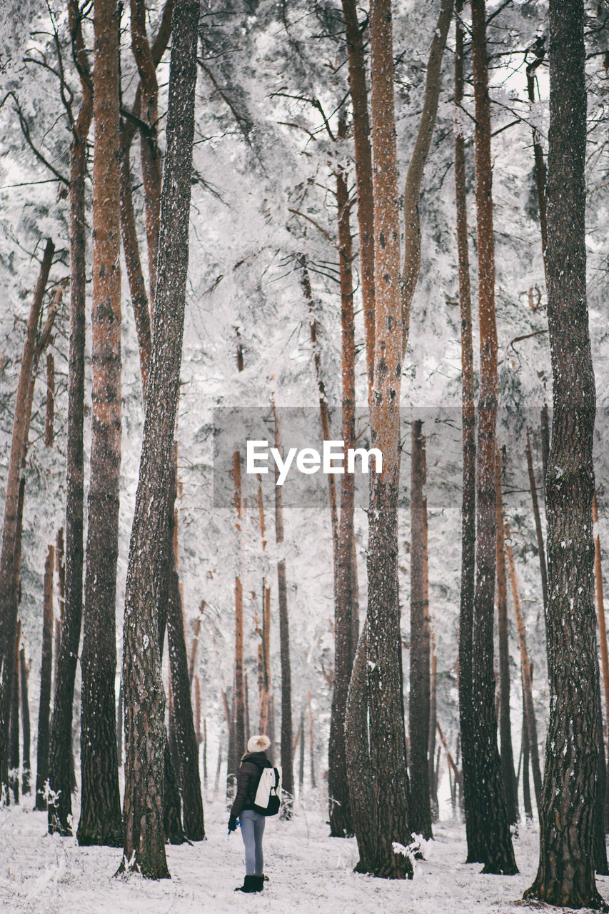 Bare trees in forest during winter