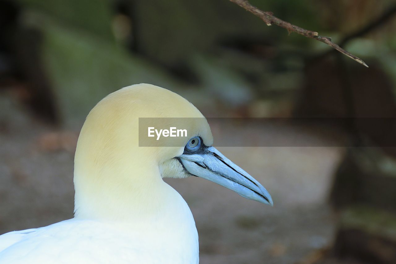 Close-up of a bird looking away