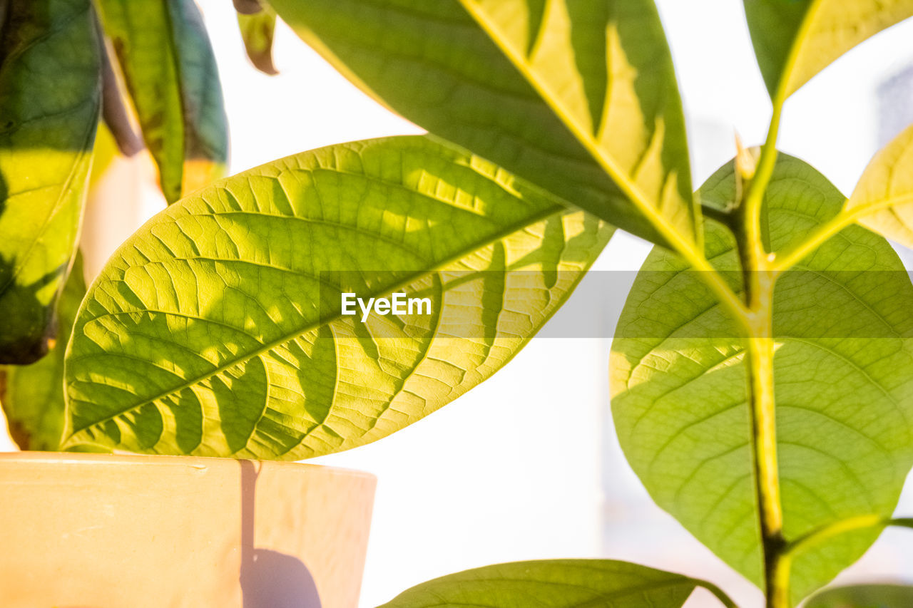 CLOSE-UP OF FRESH GREEN LEAVES WITH PLANT