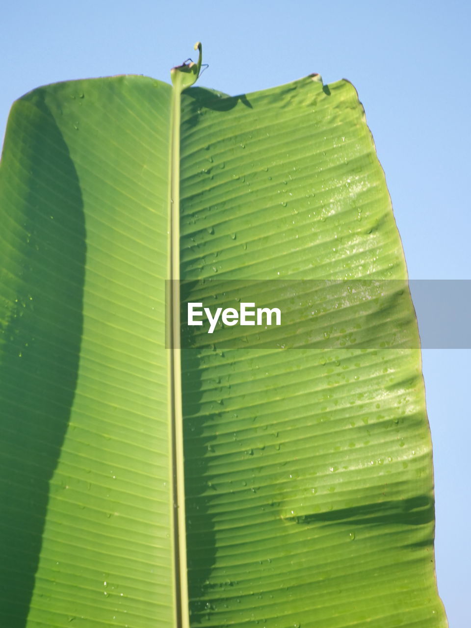 Close-up of green leaves on plant against sky