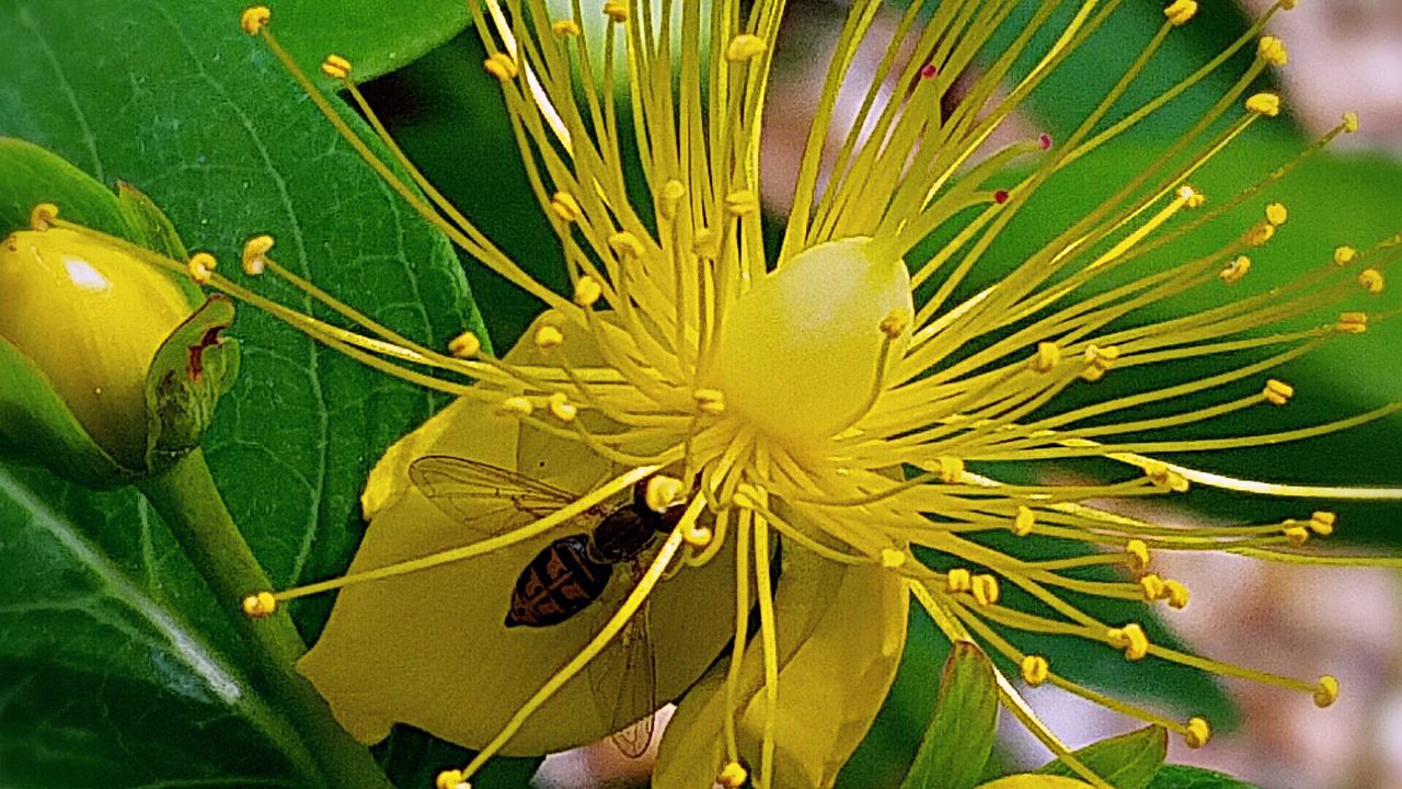 CLOSE-UP OF PLANT GROWING ON TREE