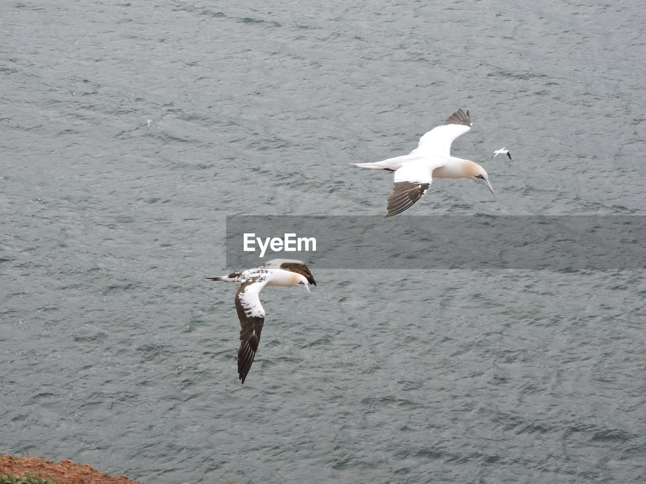 SEAGULLS FLYING OVER WATER