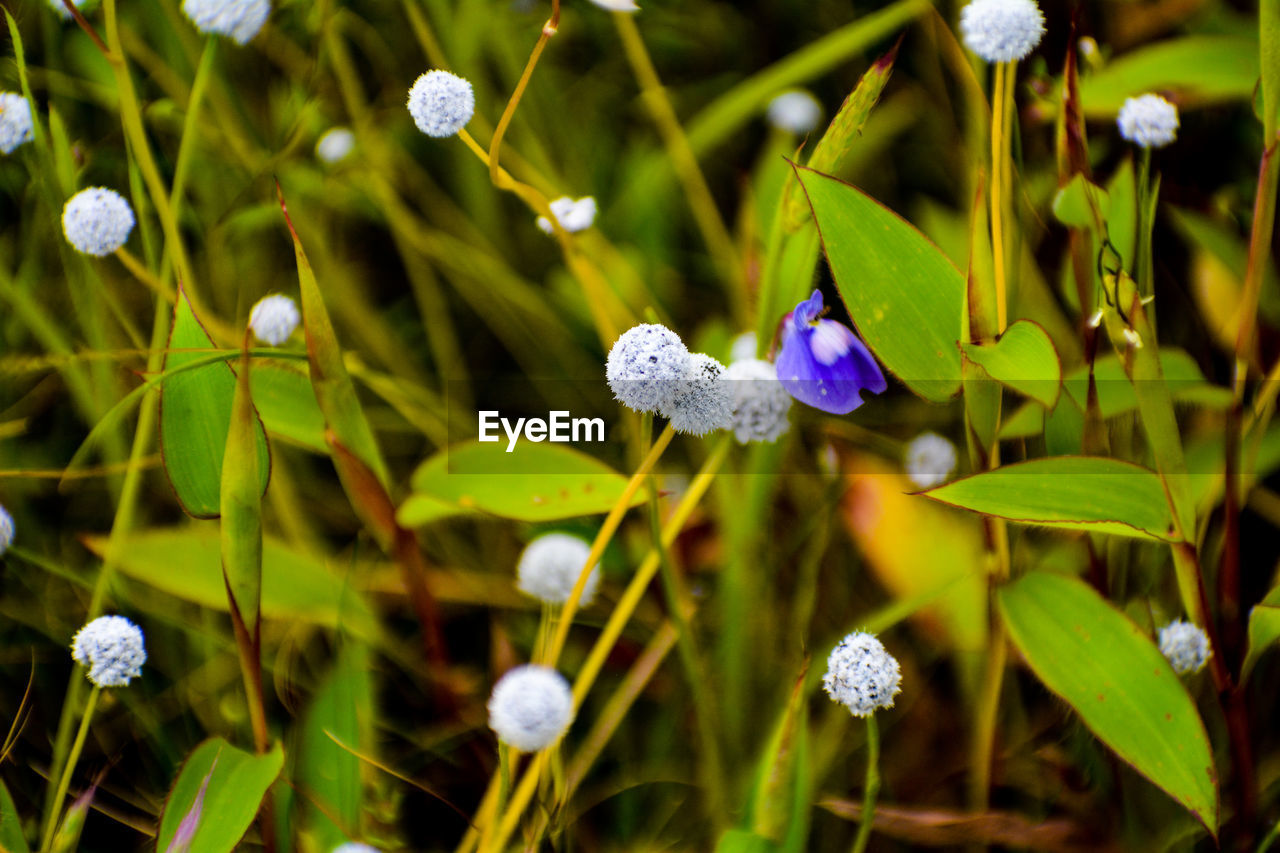 Close-up of purple flowering plant.
