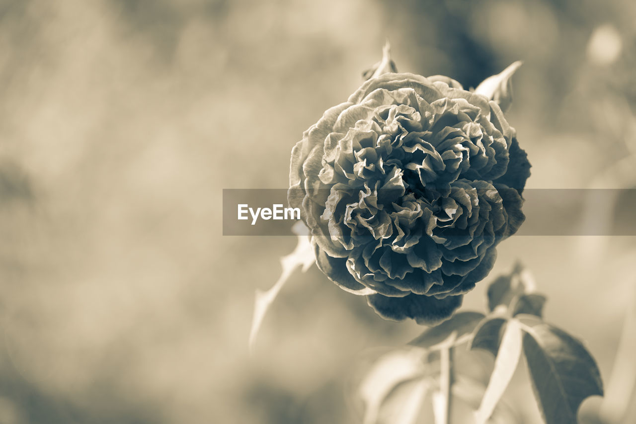 CLOSE-UP OF WILTED ROSES