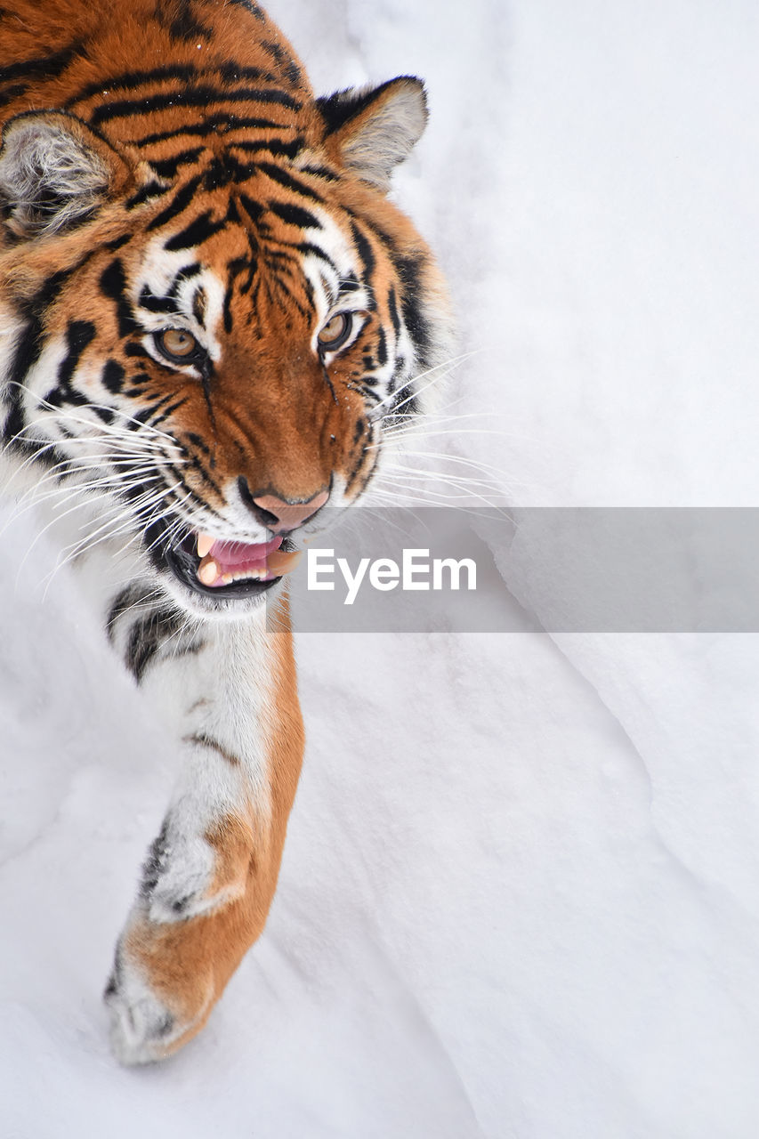 Angry tiger walking on snow covered field