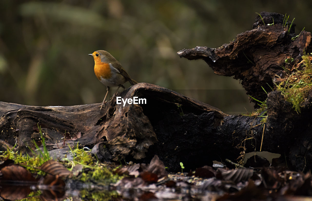 Close-up of bird perching on branch