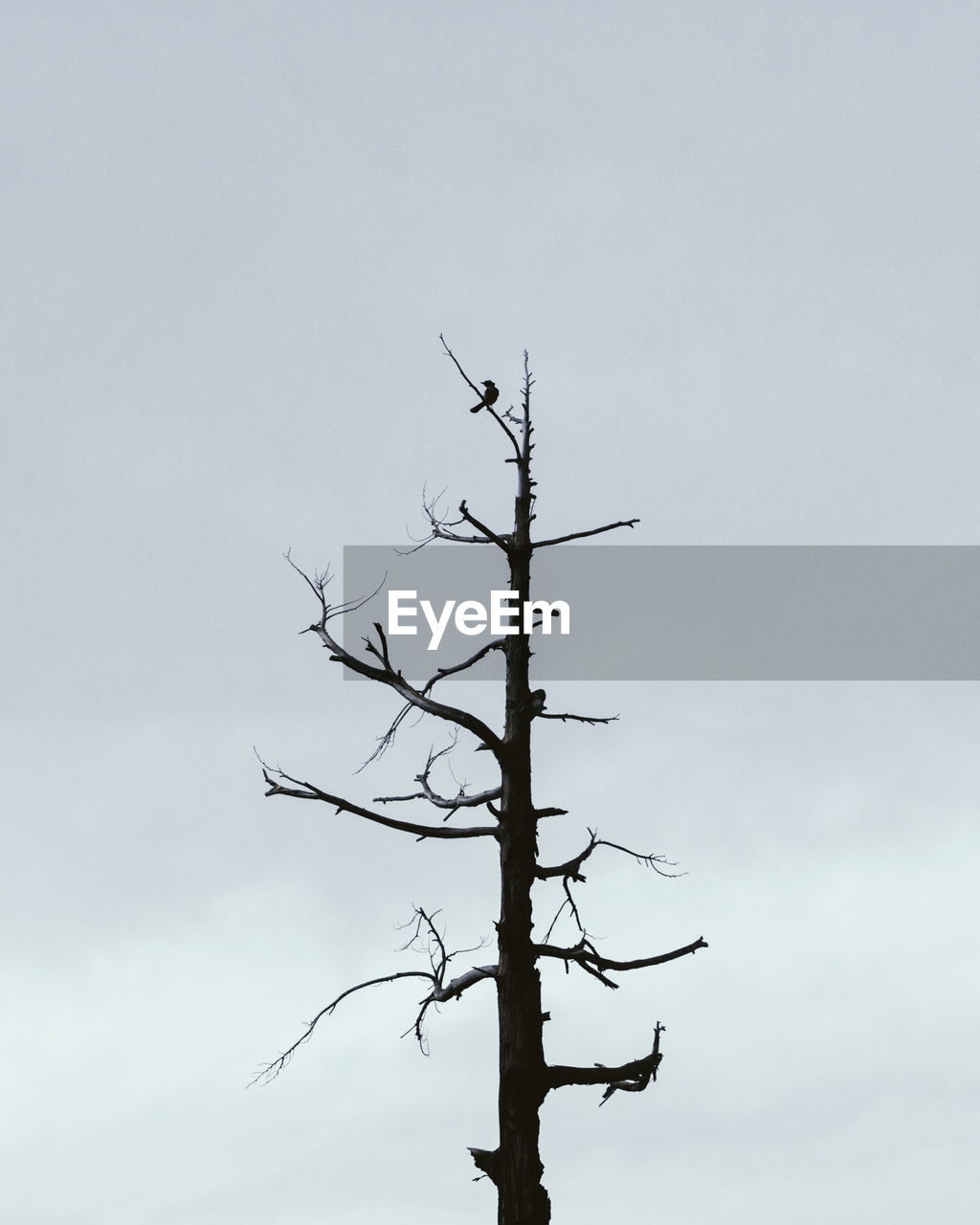 LOW ANGLE VIEW OF BIRD PERCHING ON BARE TREE