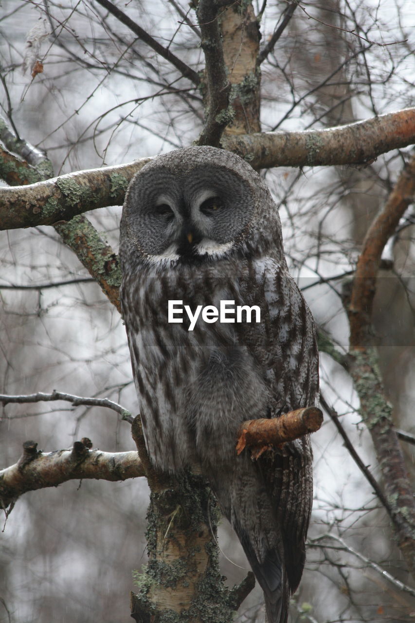 Portrait of owl perching on branch
