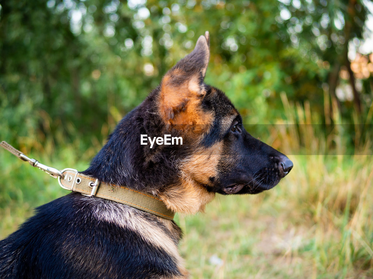 Portrait of a german shepherd puppy. walking in the park on a green background.