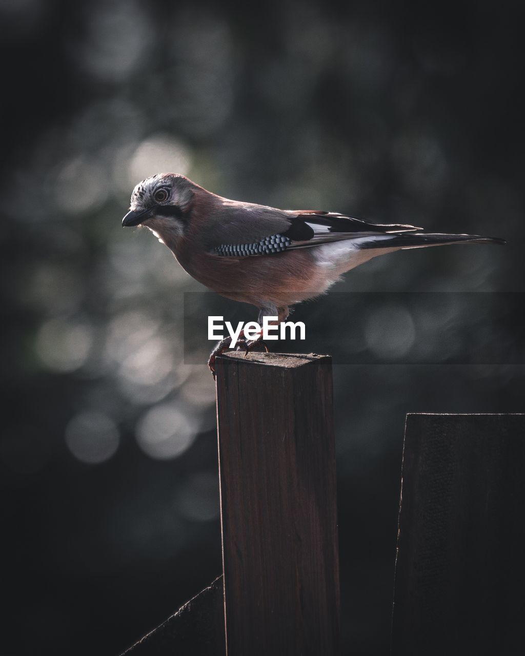 Jay bird sitting on a  wodden pole with blurry background