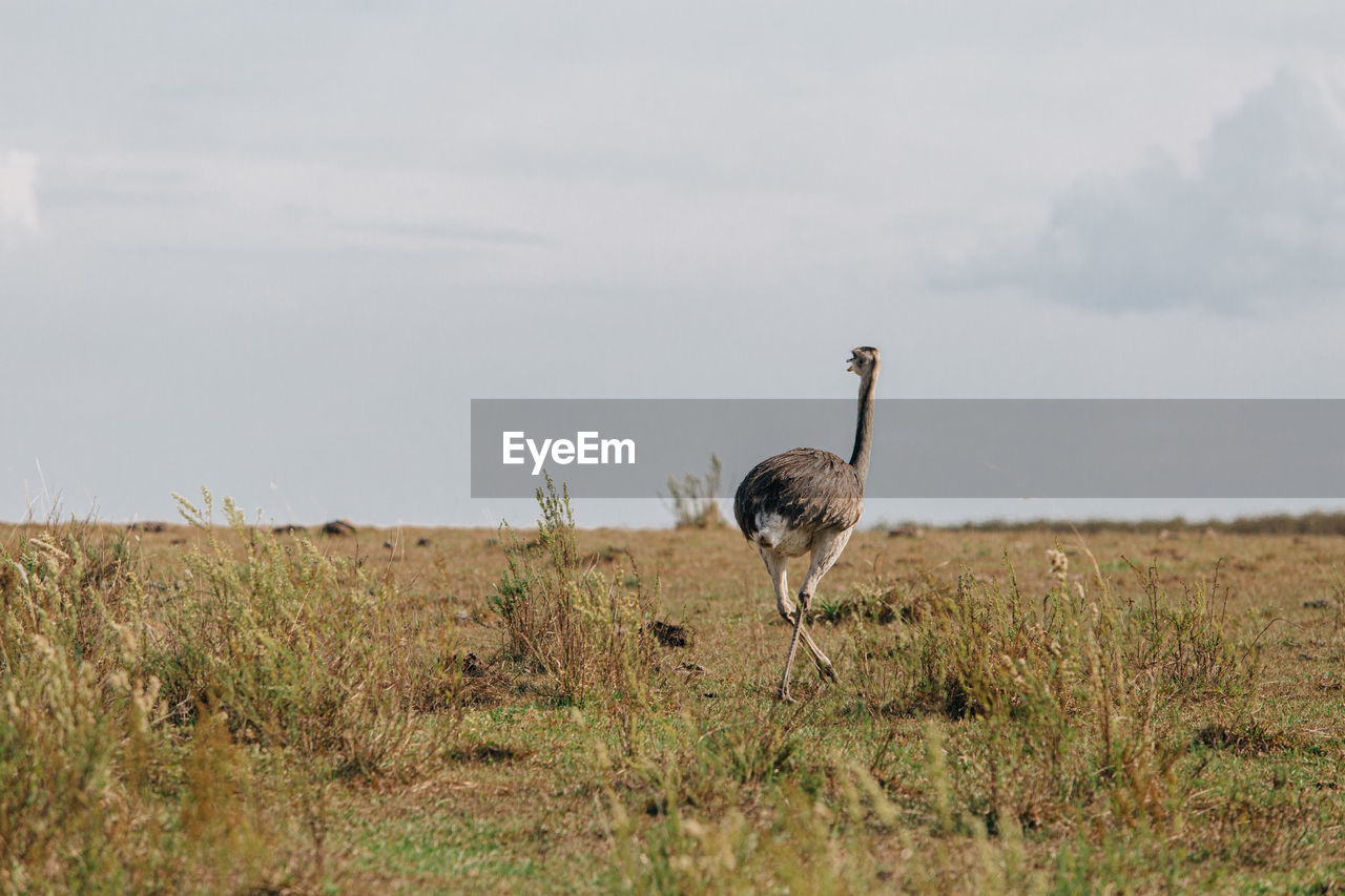 Bird standing in a field