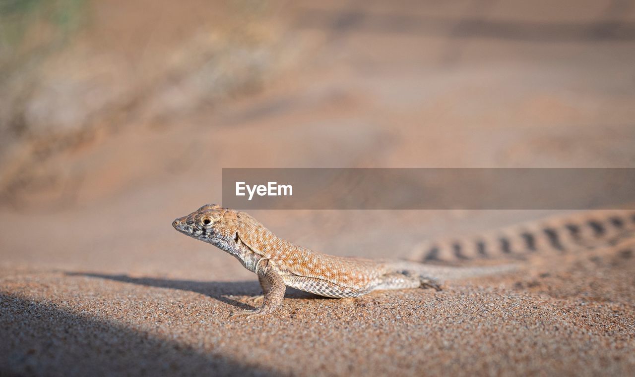 Lizard on a desert