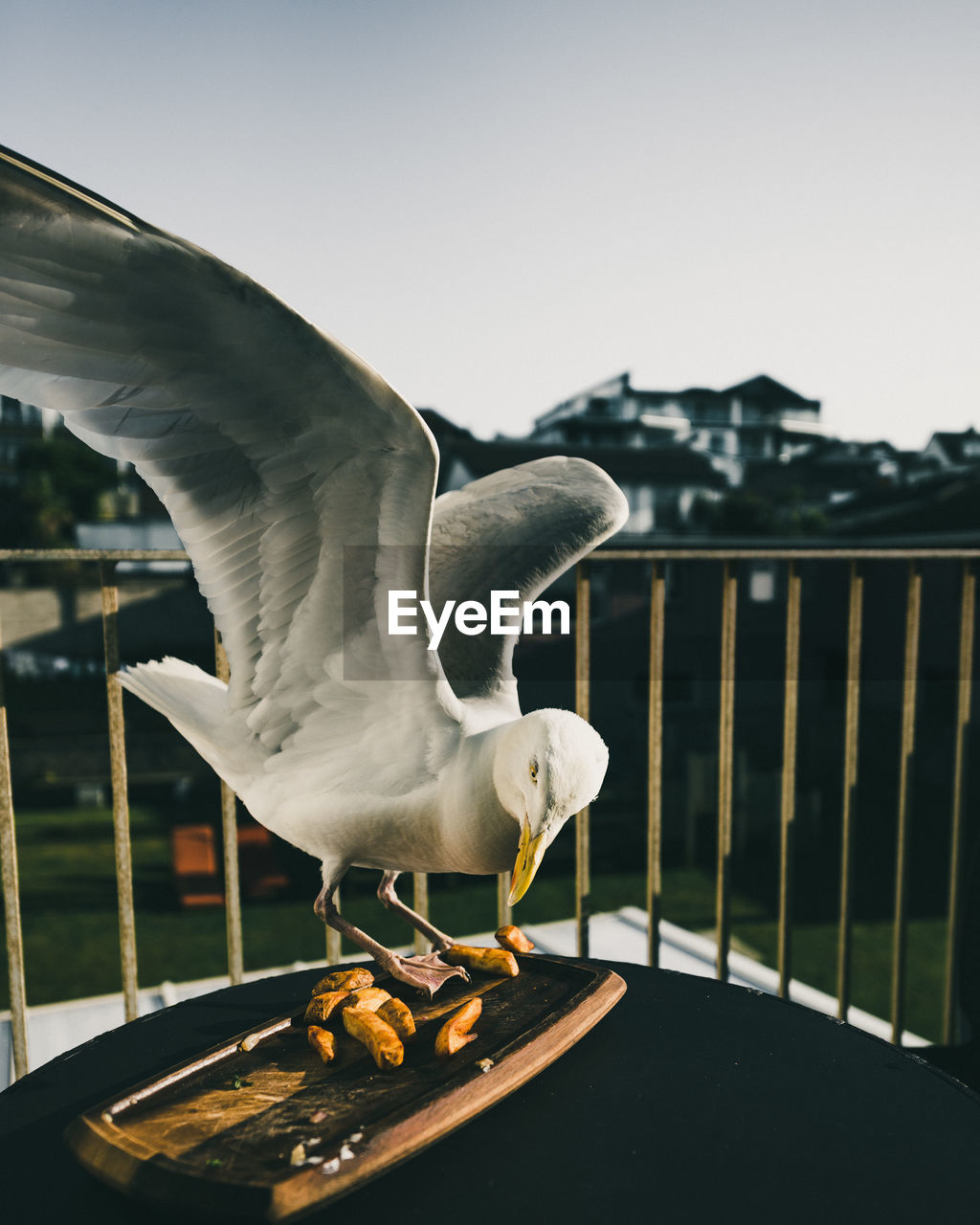 Close-up of seagull perching by food on table