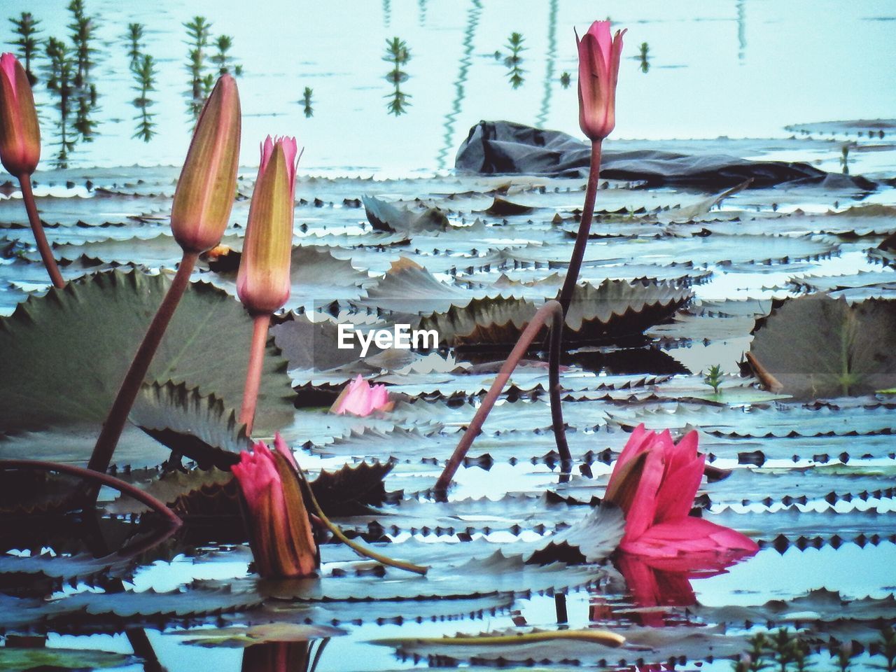 Water lilies amidst leaves blooming in pond