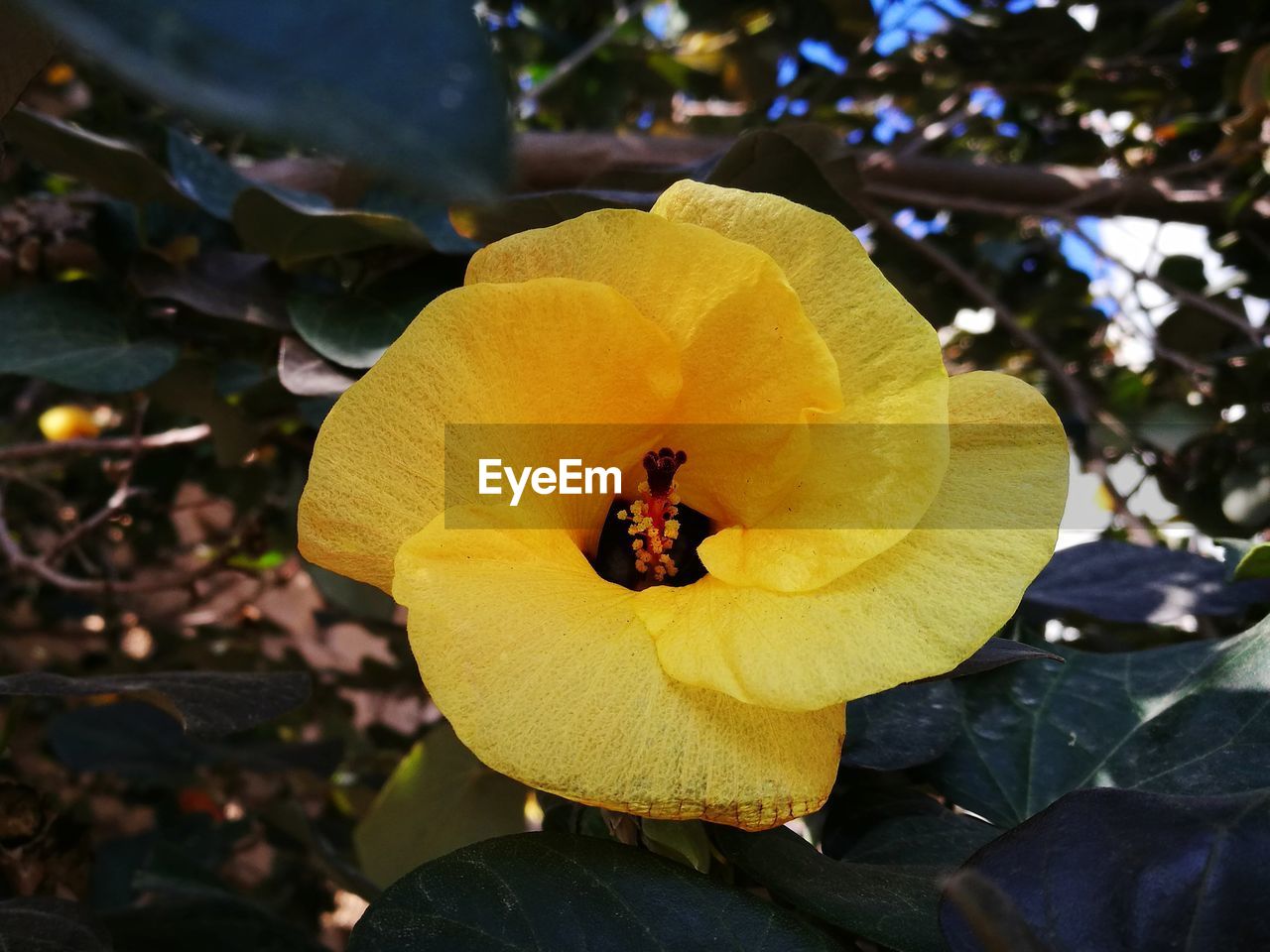 CLOSE-UP OF YELLOW ROSE