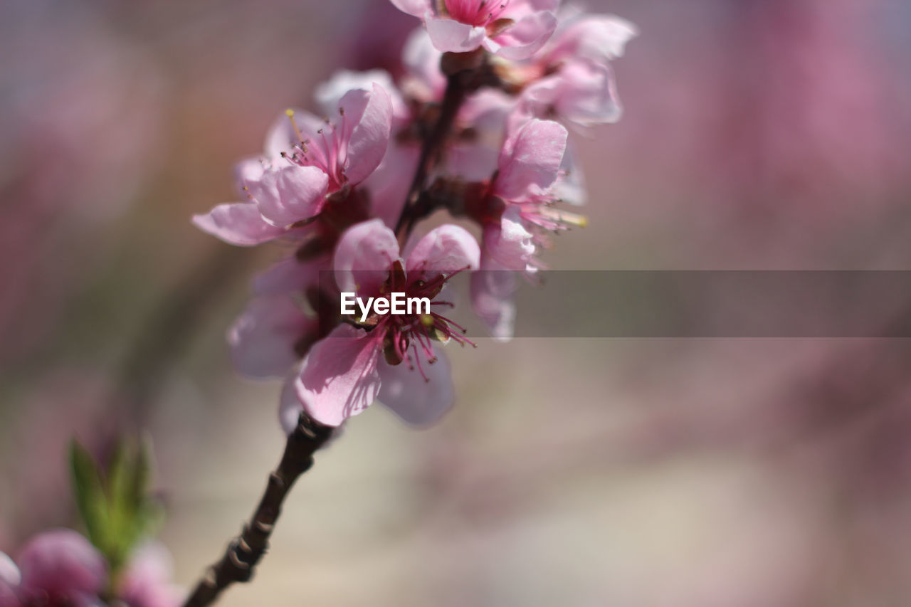 Close-up of pink cherry blossoms