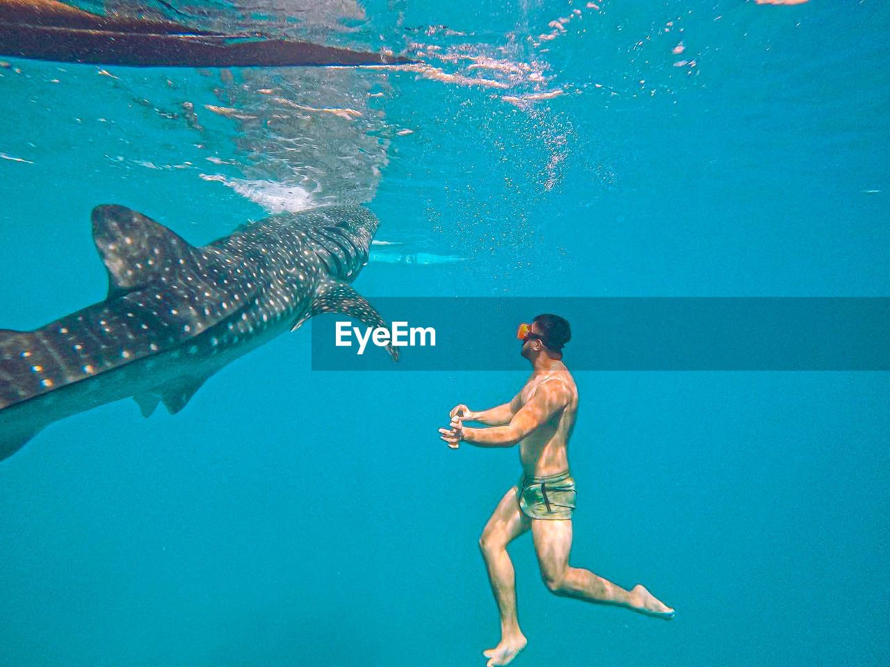 Me swimming with a whale shark in oslob, cebu, philippines december 2022