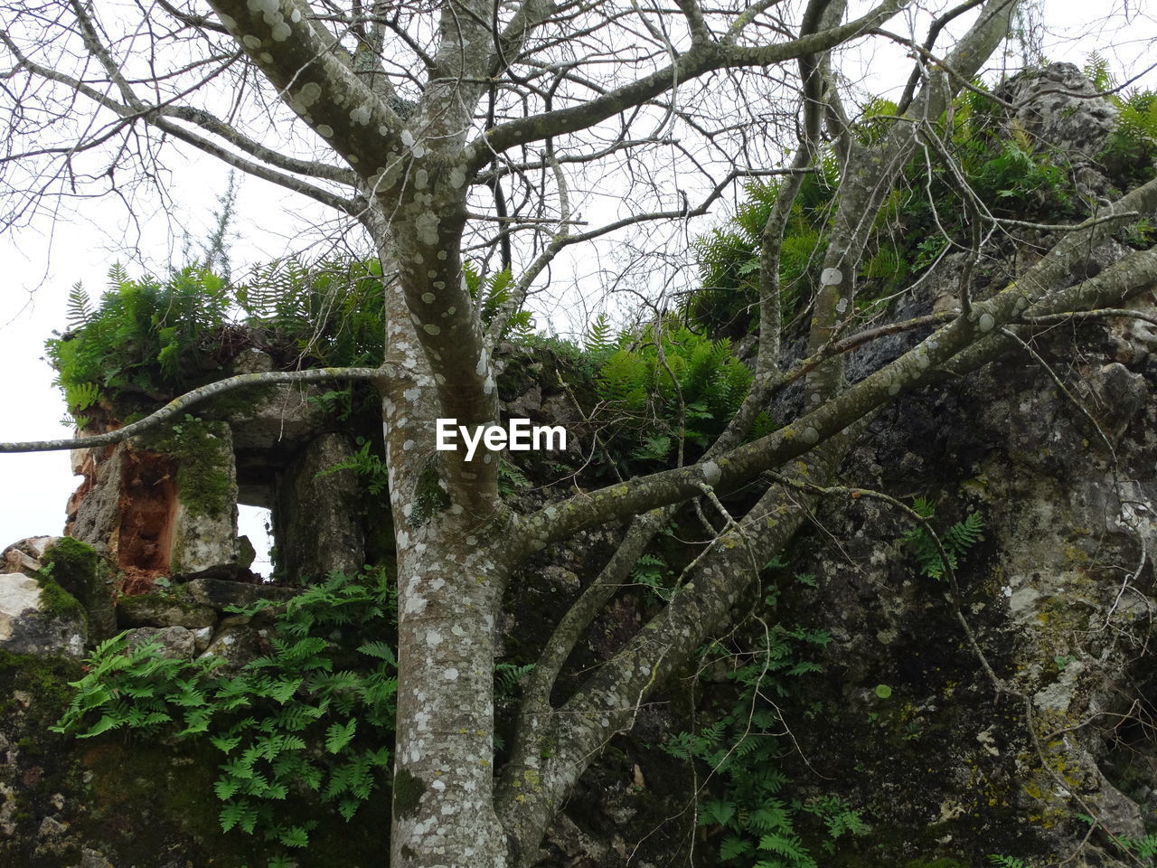 LOW ANGLE VIEW OF TREES