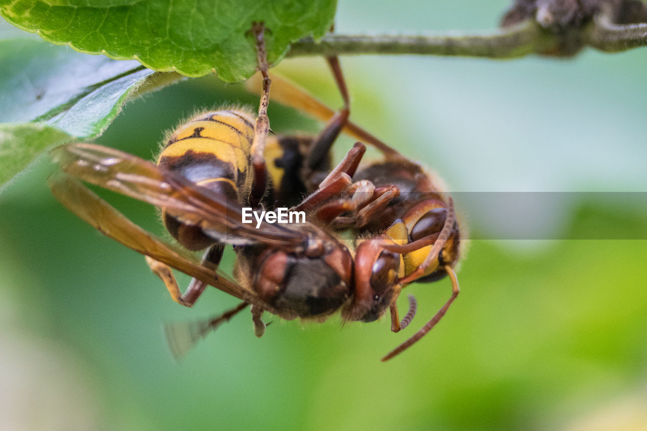 Close-up of insects on leaf