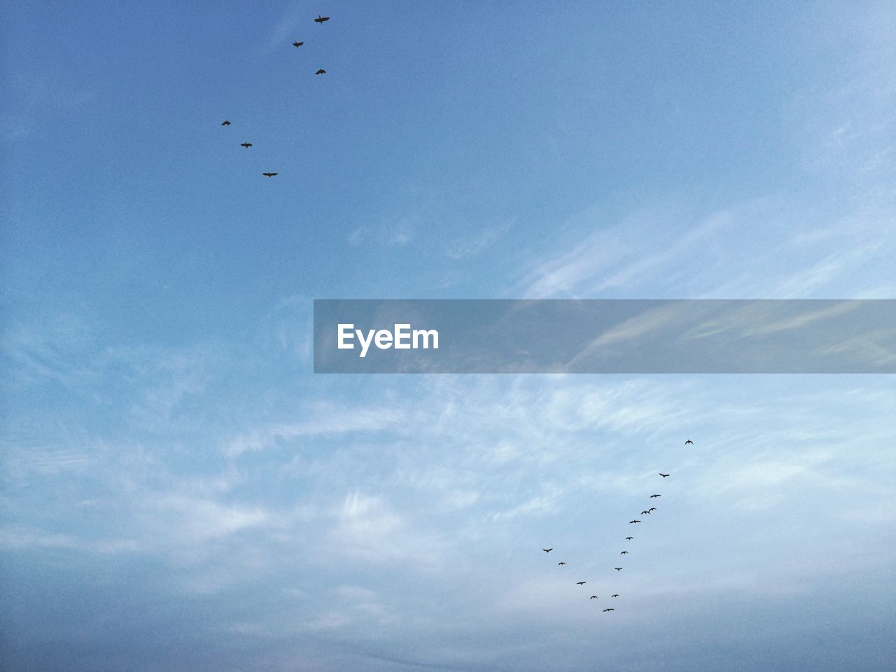 Low angle view of birds flying against sky