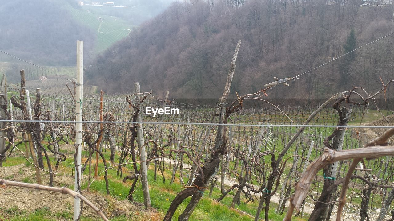 SCENIC VIEW OF AGRICULTURAL FIELD