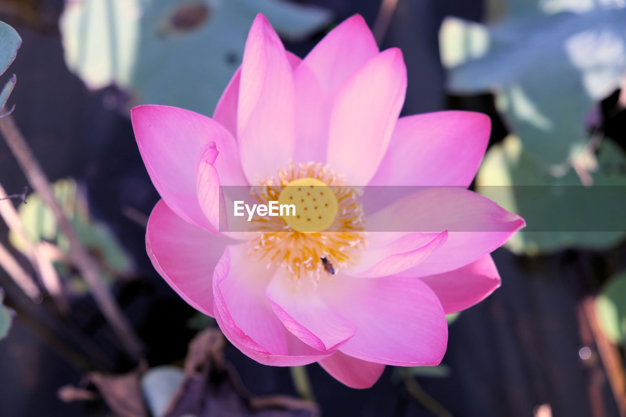 CLOSE-UP OF PINK FLOWER