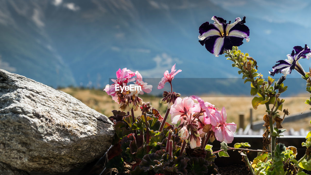 Close-up of pink flowering plant against rock