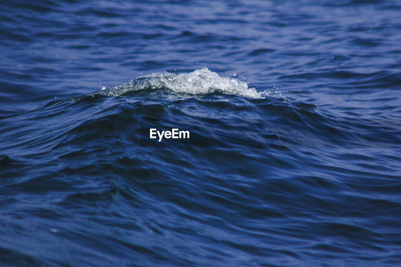 Close-up of swimming in sea