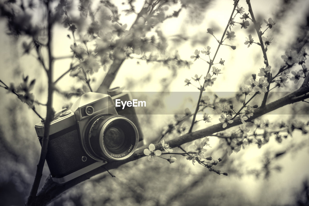 LOW ANGLE VIEW OF CAMERA AGAINST TREE