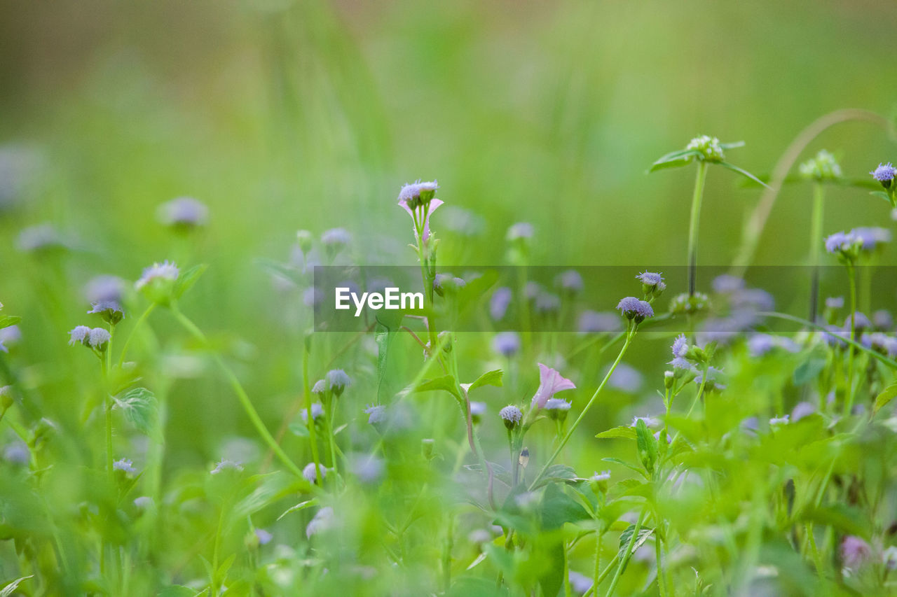 View of flowers in sunlight