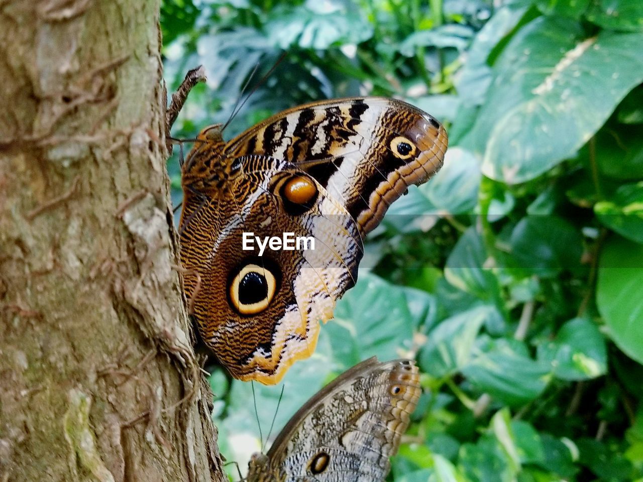 CLOSE-UP OF BUTTERFLY ON TREE