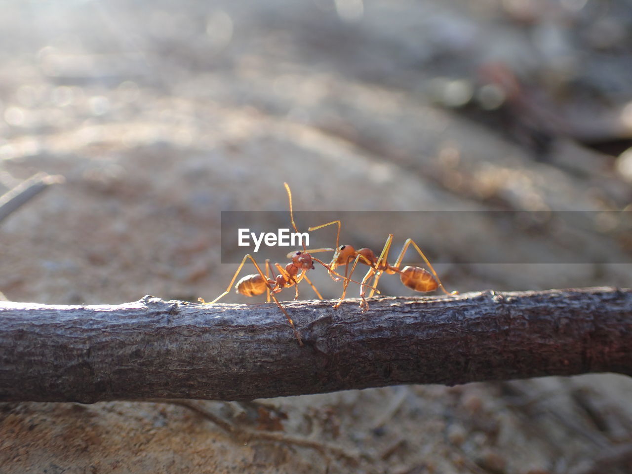 CLOSE-UP OF INSECT ON TREE BRANCH