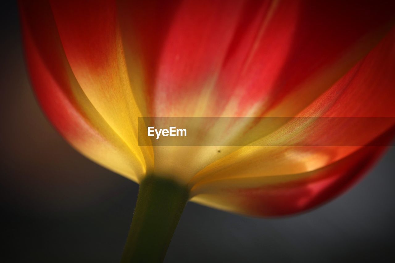 CLOSE-UP OF YELLOW TULIP FLOWER