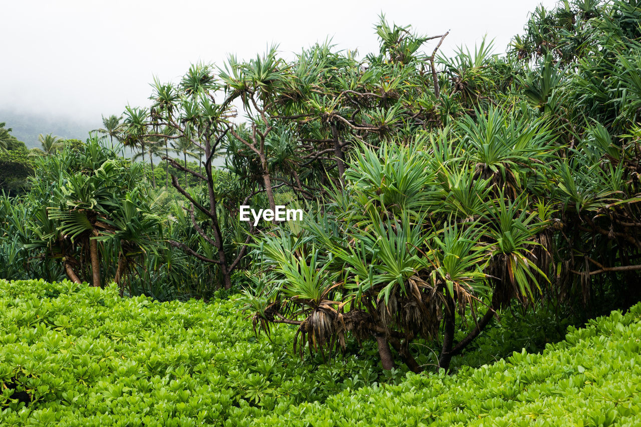 Trees growing on grassy field against clear sky