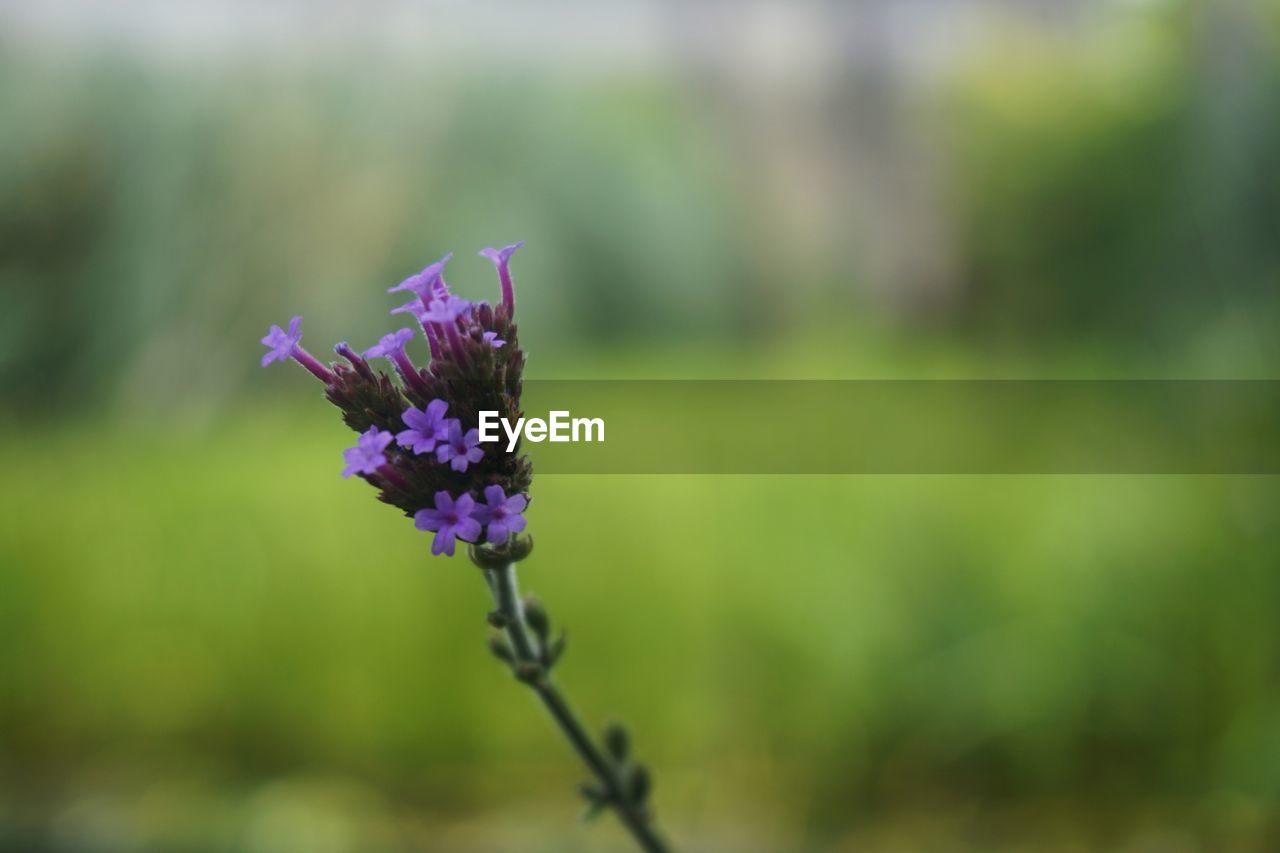 Close-up of purple flower blooming outdoors