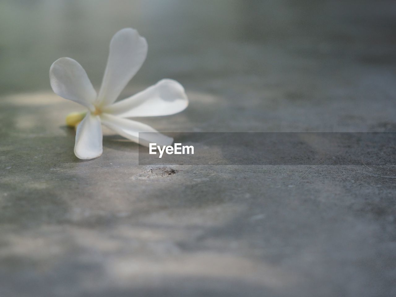 CLOSE-UP OF FRESH WHITE FLOWER WITH YELLOW PETALS