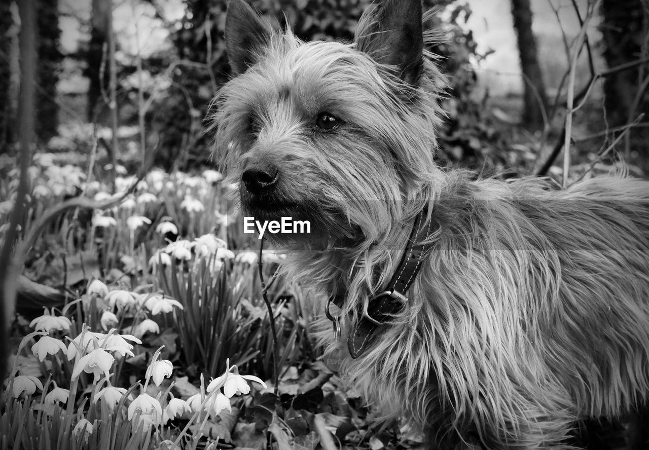 Close-up of dog on flower