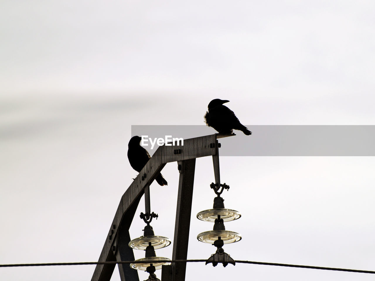 LOW ANGLE VIEW OF BIRDS PERCHING ON WEATHER