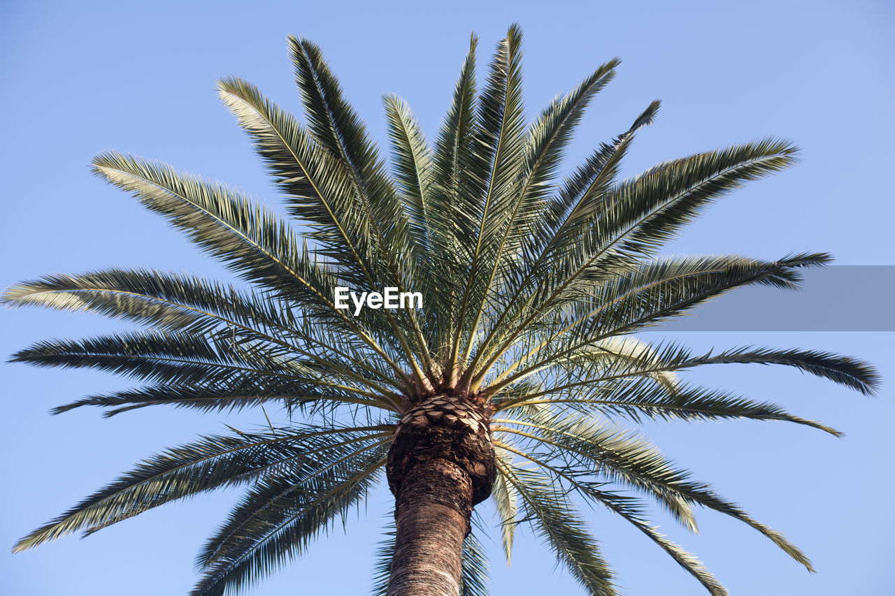 Low angle view of date palm tree against clear sky