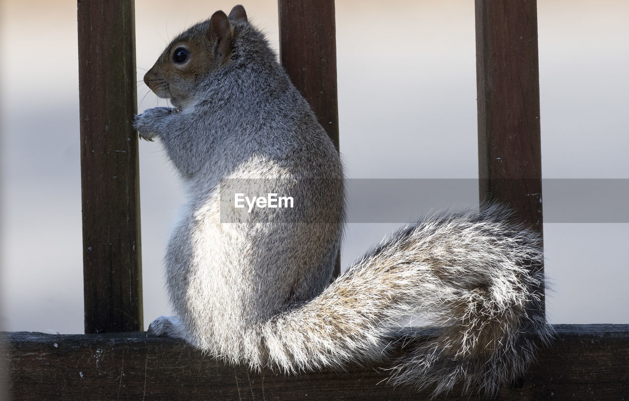 Squirrel sits up on the fence