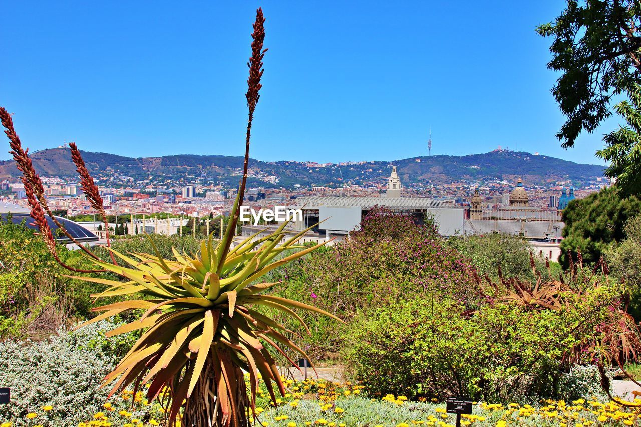 Plants growing by buildings against clear blue sky