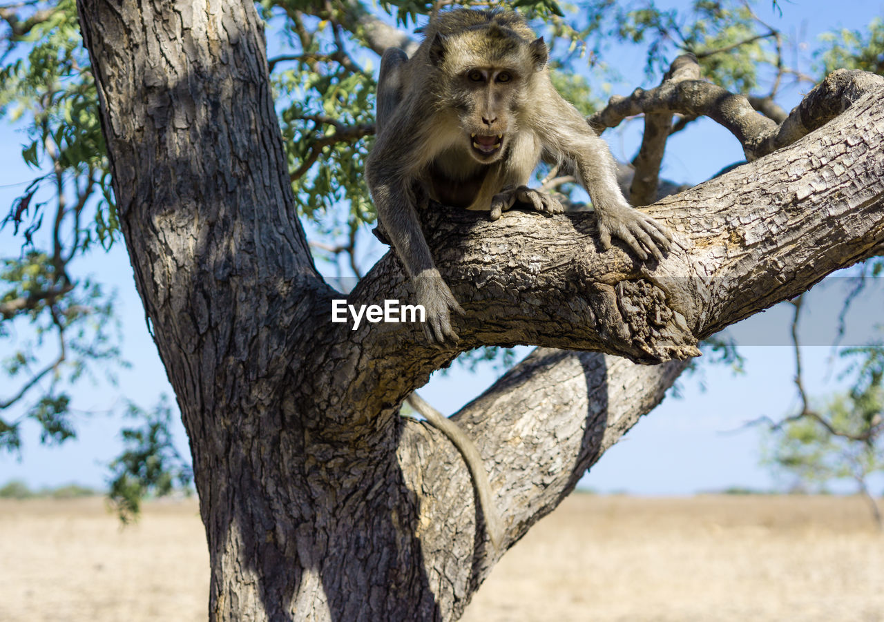 VIEW OF A TREE