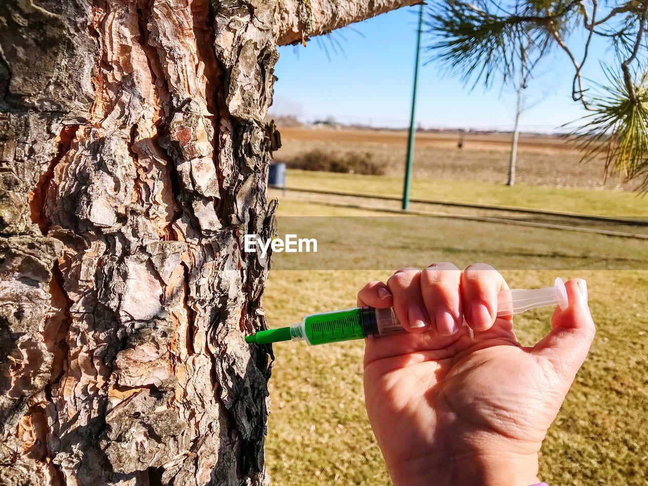 Cropped hand injecting syringe on tree trunk