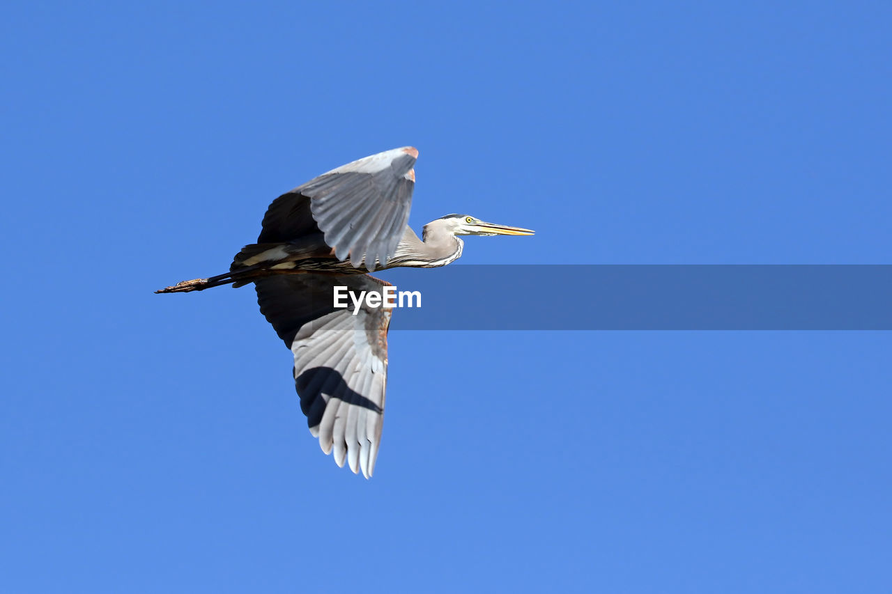 Low angle view of heron flying against clear blue sky