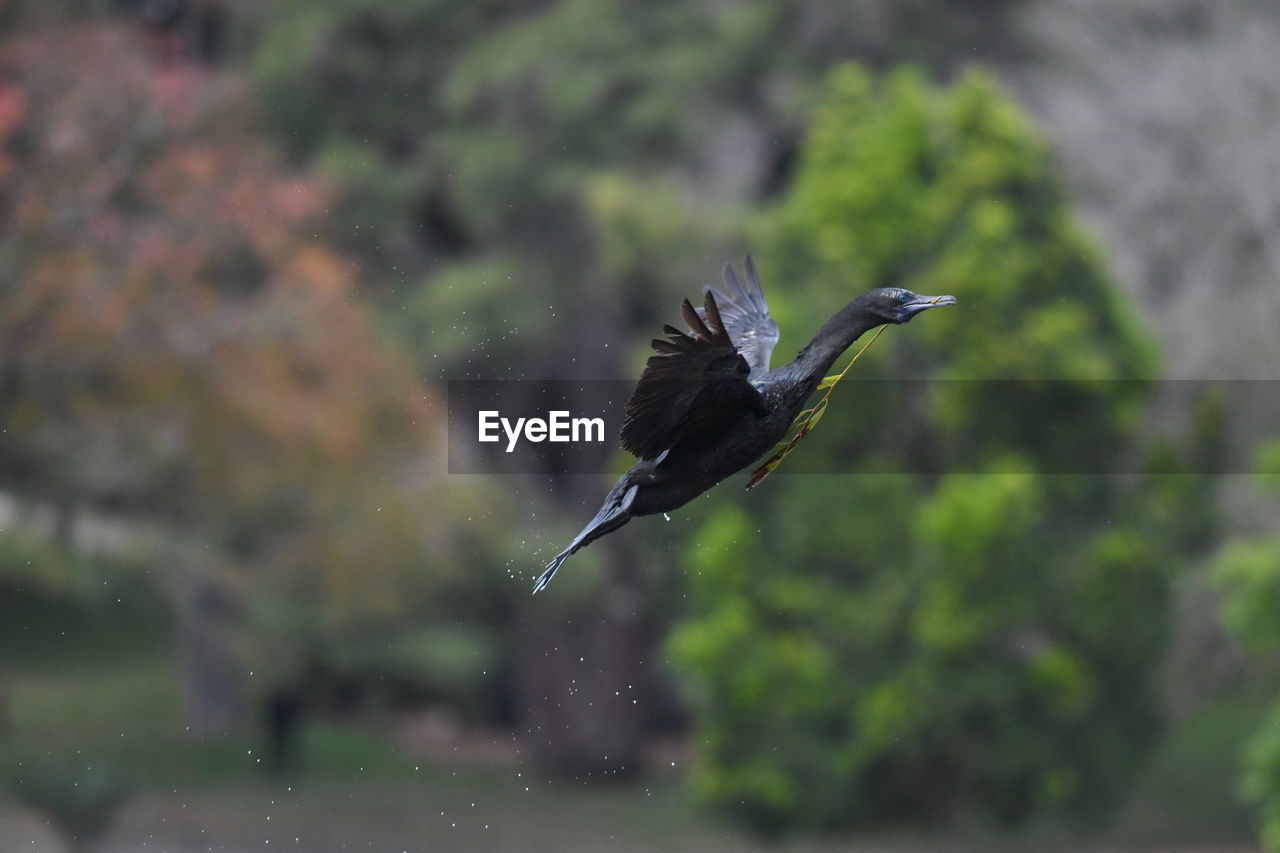 BIRD FLYING IN A BLURRED BACKGROUND