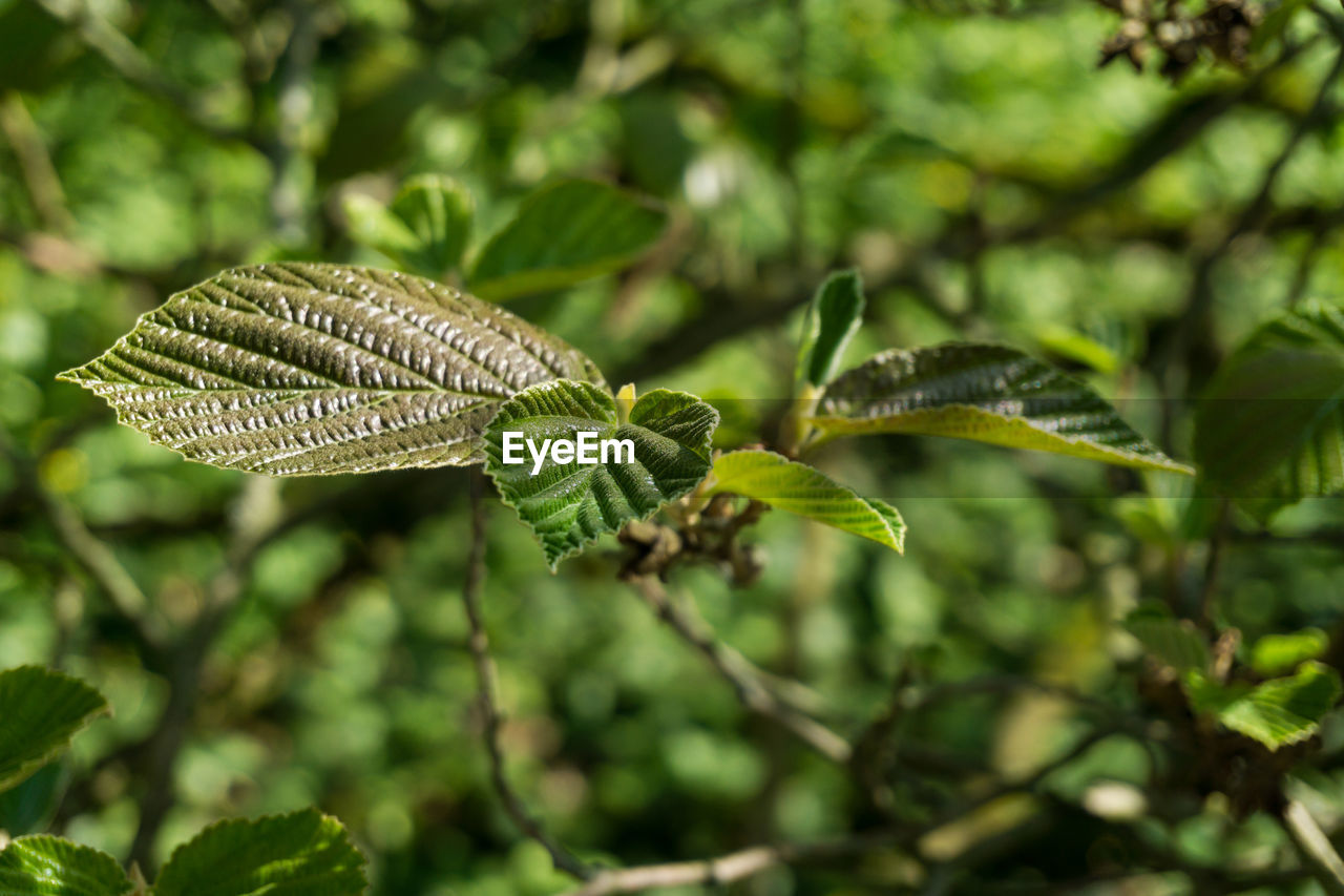 Close-up of plants growing outdoors