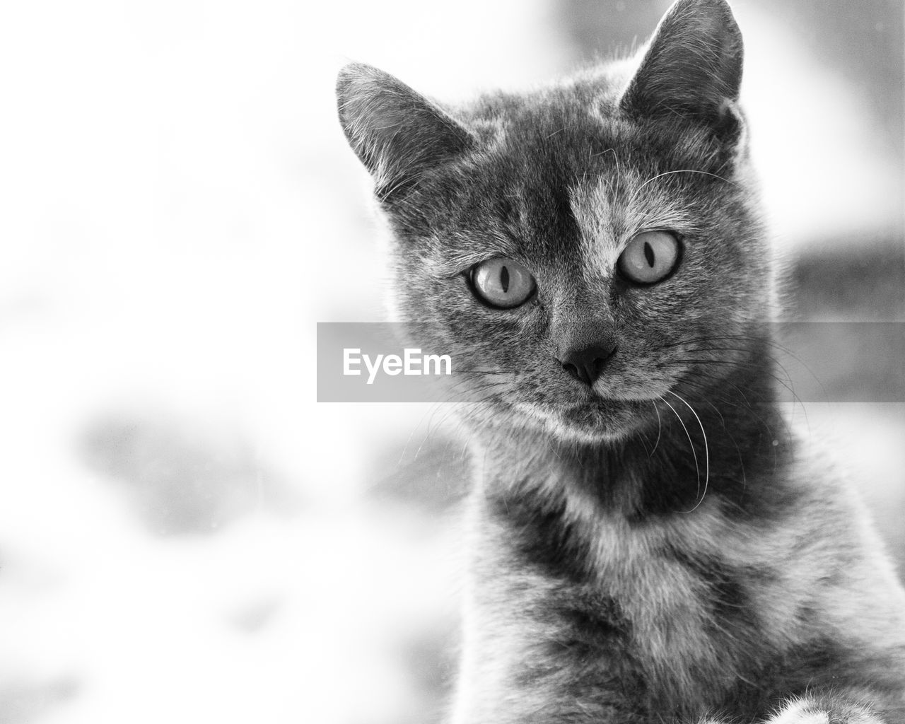 Close-up portrait of a cat