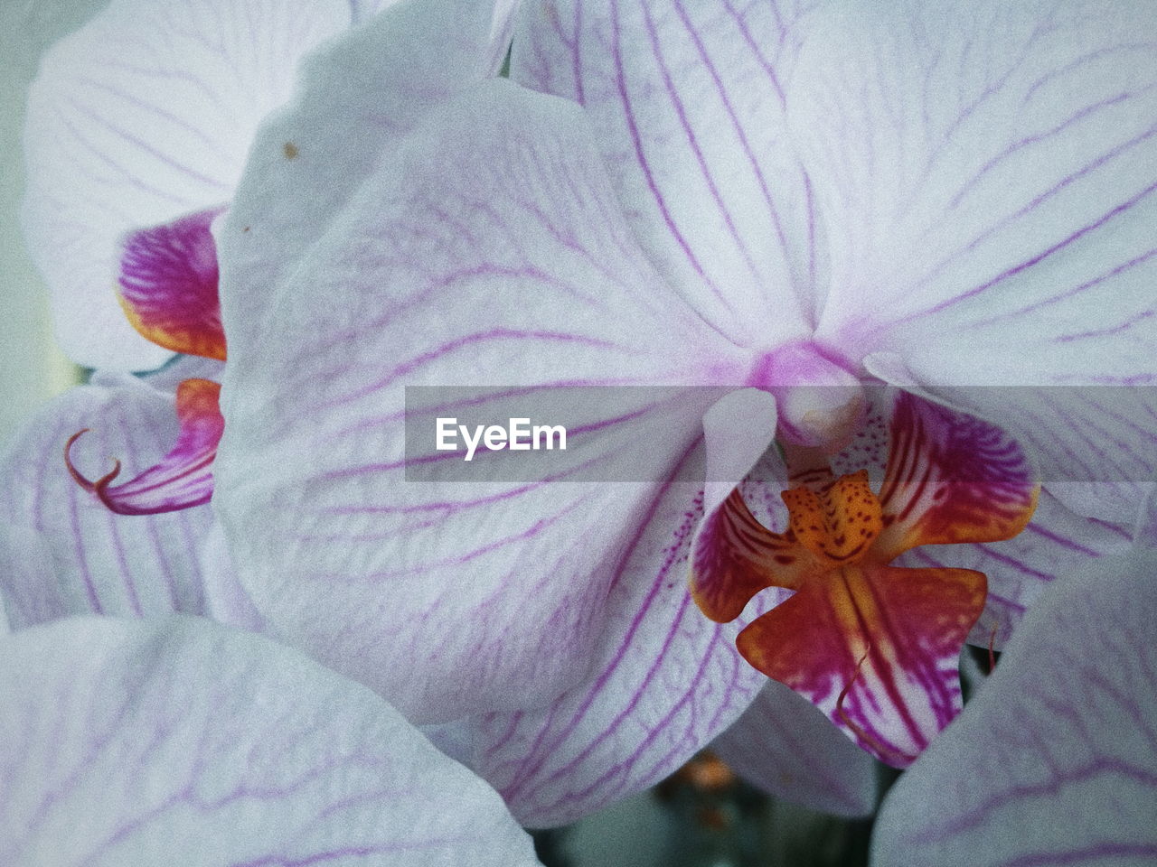 Close-up of white and purple orchids