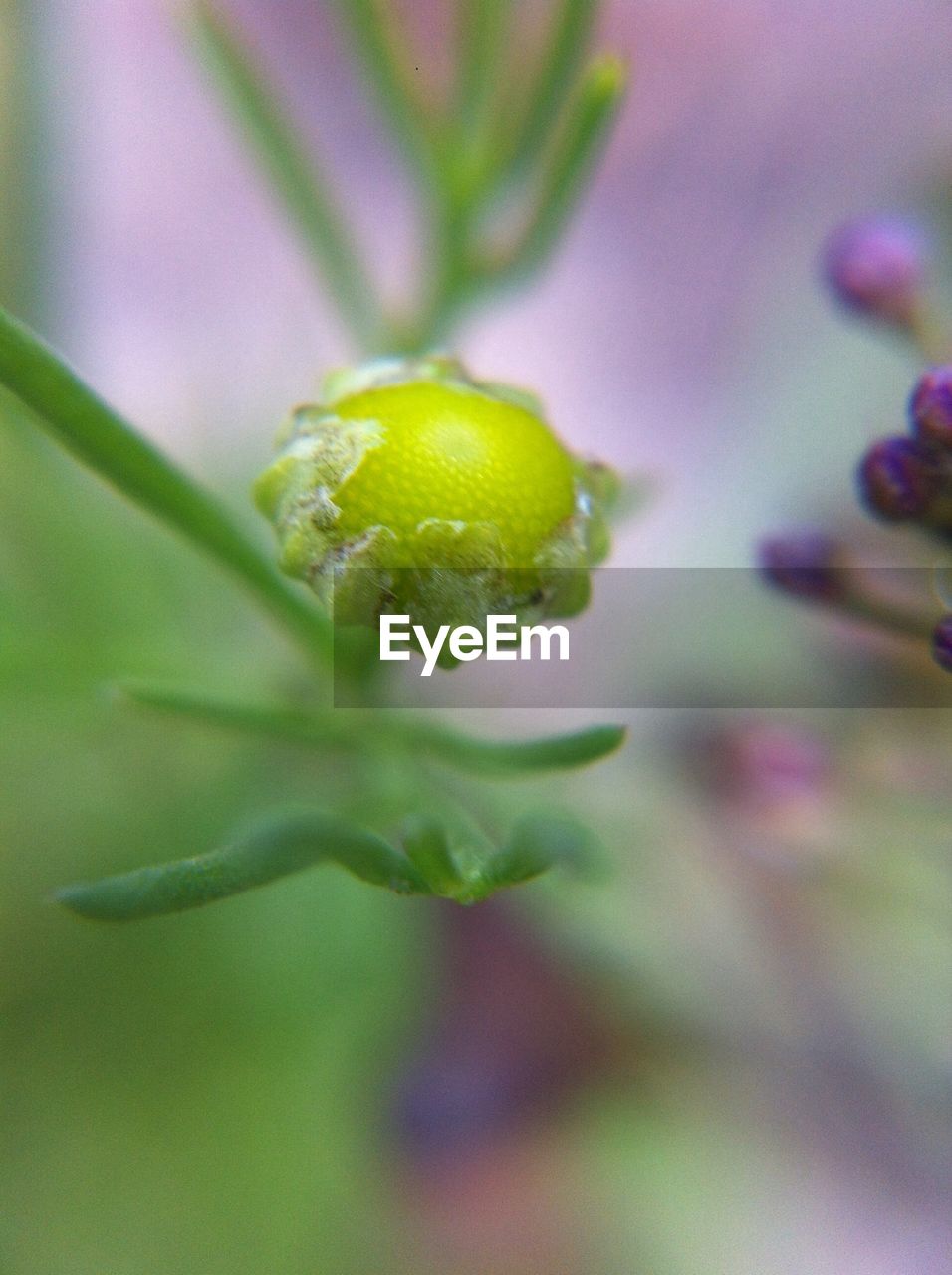 Close-up of water lily